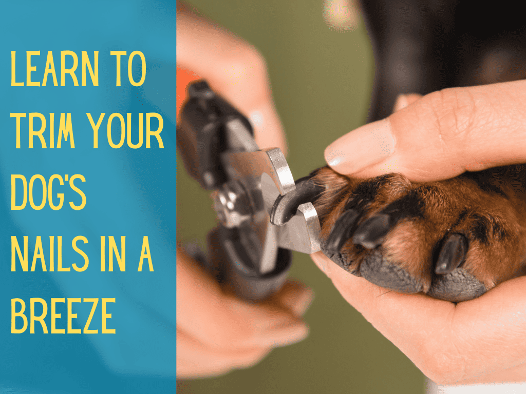 How To Trim Dog Nails 3 Safe And Effective Methods