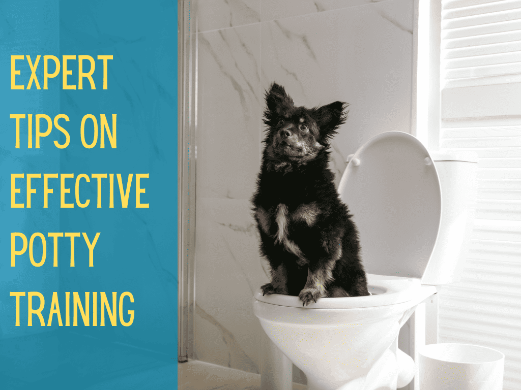How To Potty Train A Dog: 8 Quick & Effective Tips