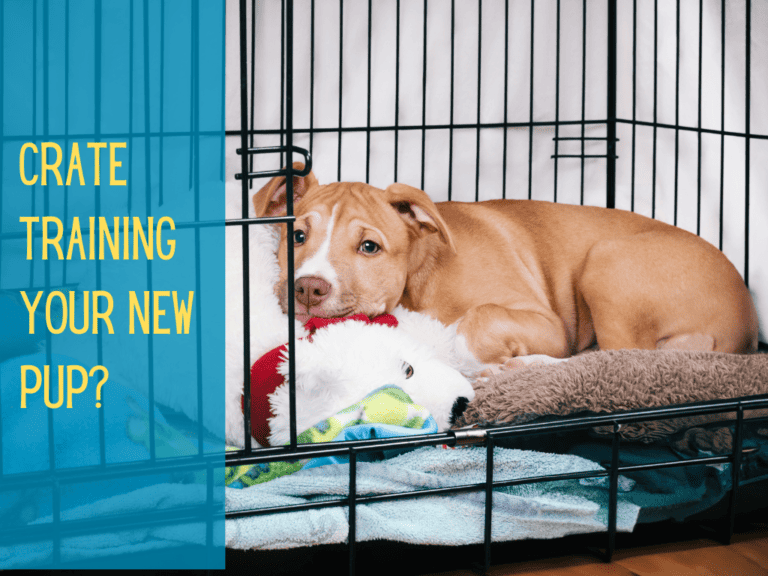 Puppy Potty Training Timeline: 8-Week Guide To Success - Household Routines For Potty Training A Puppy