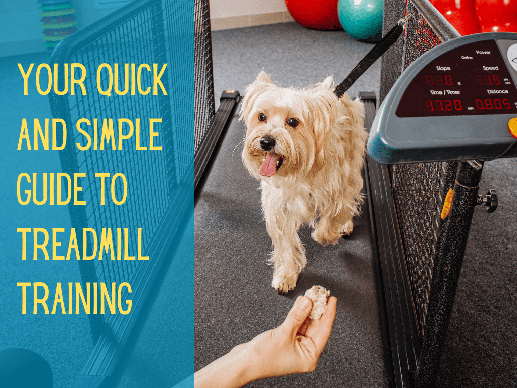 How To Train A Dog To Walk On A Treadmill 4 Easy Steps