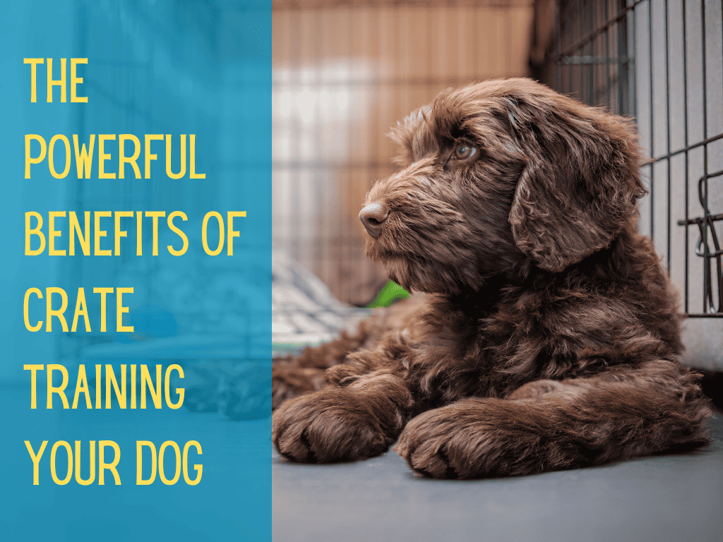 View of Discover 7 Benefits Of Crate Training Your Dog