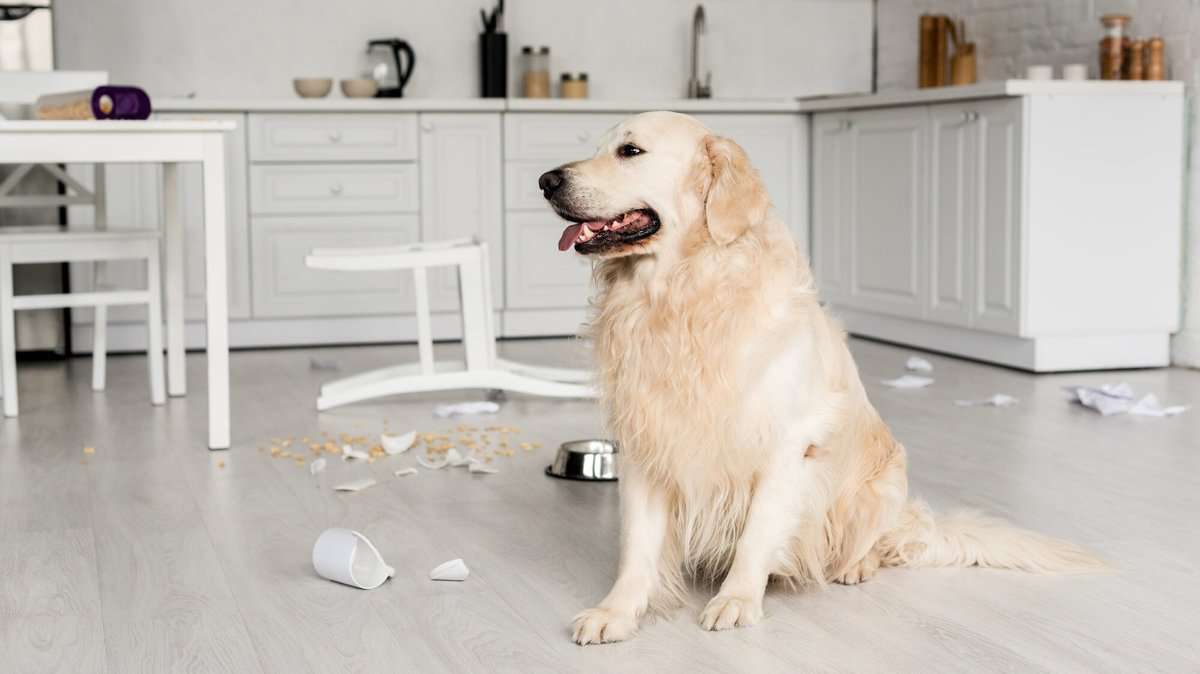 cute golden retriever sitting on floor in messy kitchen due to separation anxiety in dogs