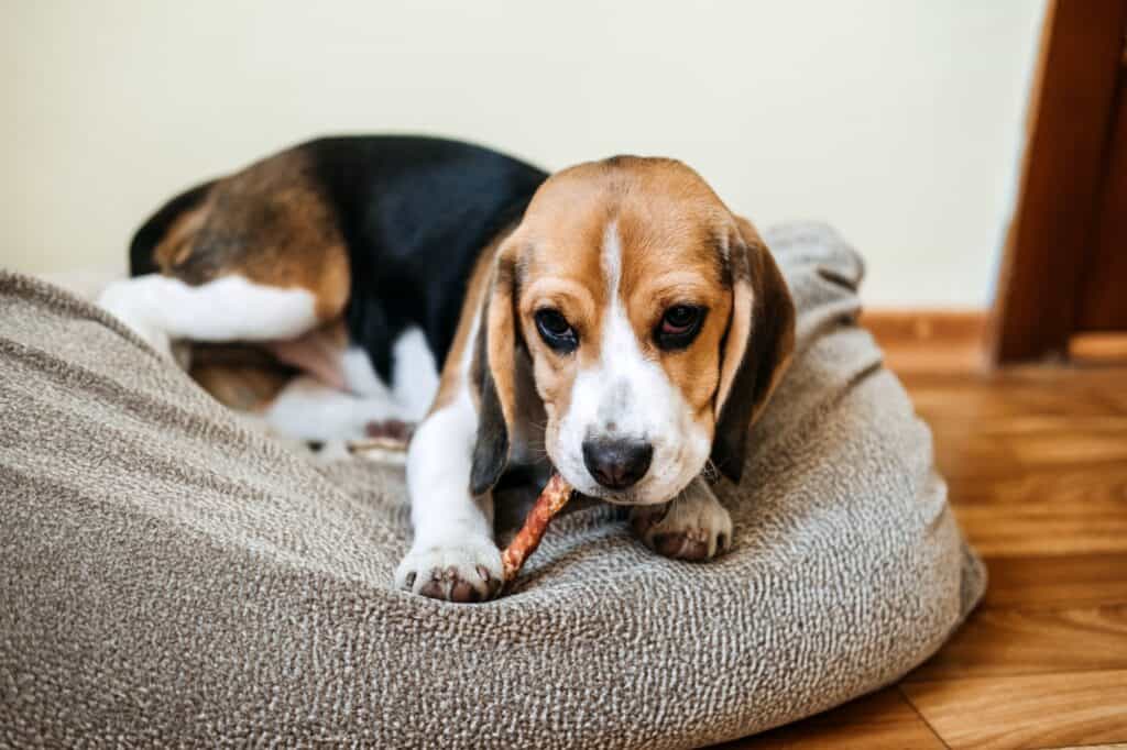 Dog Snack Chewing Sticks for puppies. Beagle puppy eating Dog Snack Chewing Sticks at home. Beagle