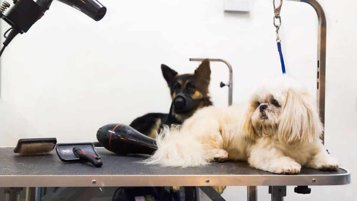 Dogs on grooming salon table ready to be groomed