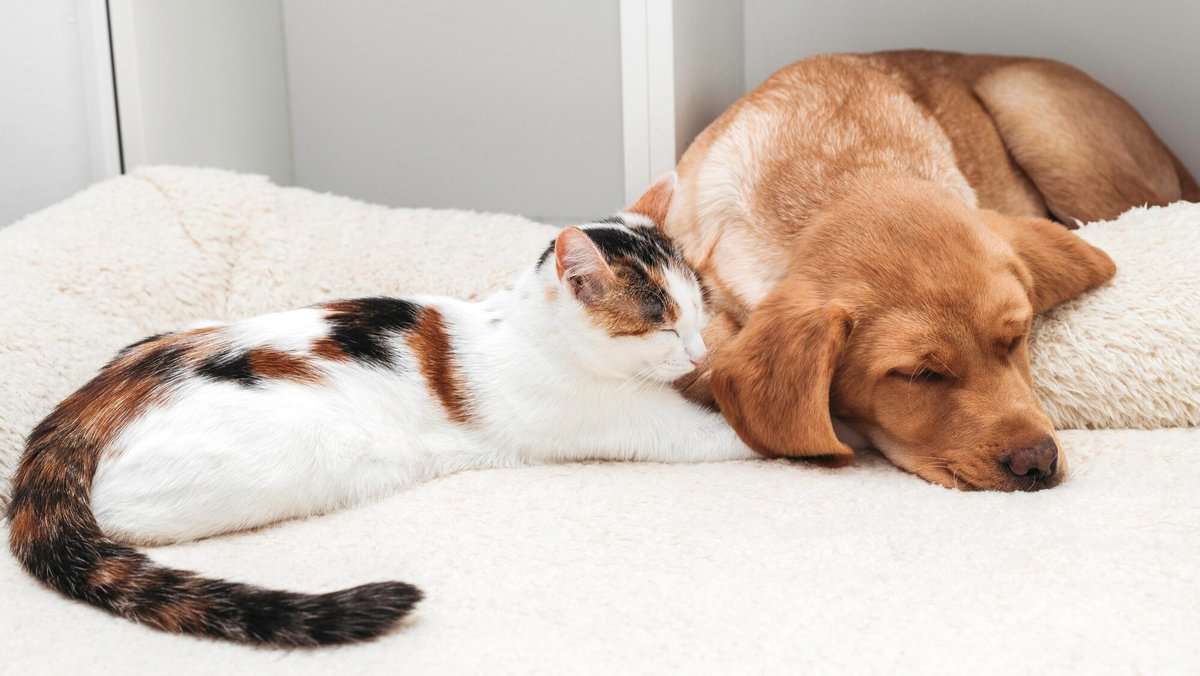 friendship between cats and dogs