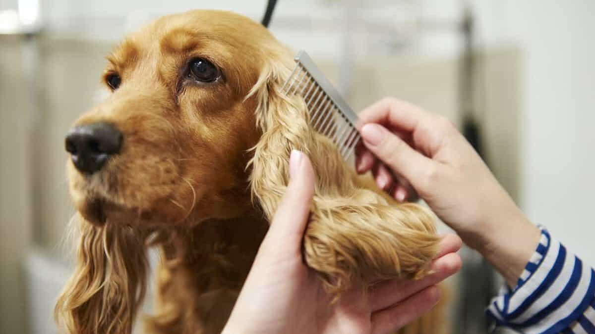 Hands of female groomer combing cocker spaniel's ear at dog grooming salon