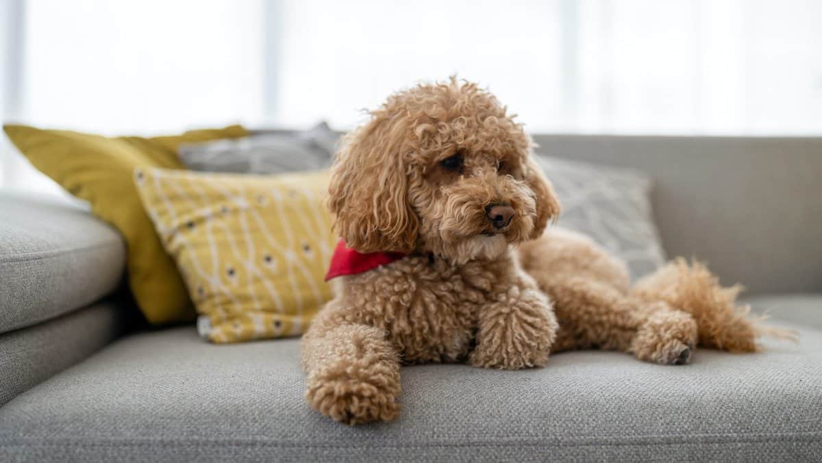 Portrait of a cute brown toy poodle at home, daytime, indoors