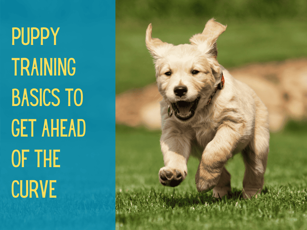 Puppy Obedience Training 11 Essential Tips For Beginners