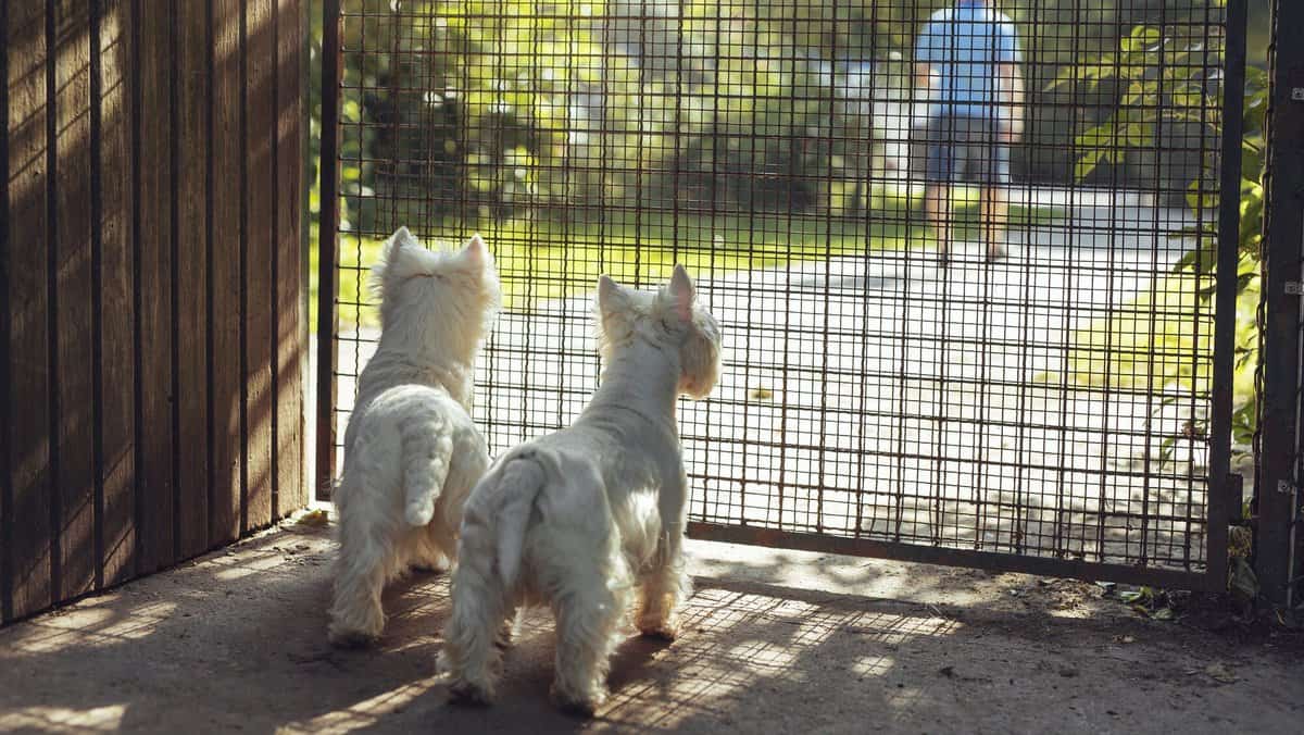 Rear view of two dogs looking through fence