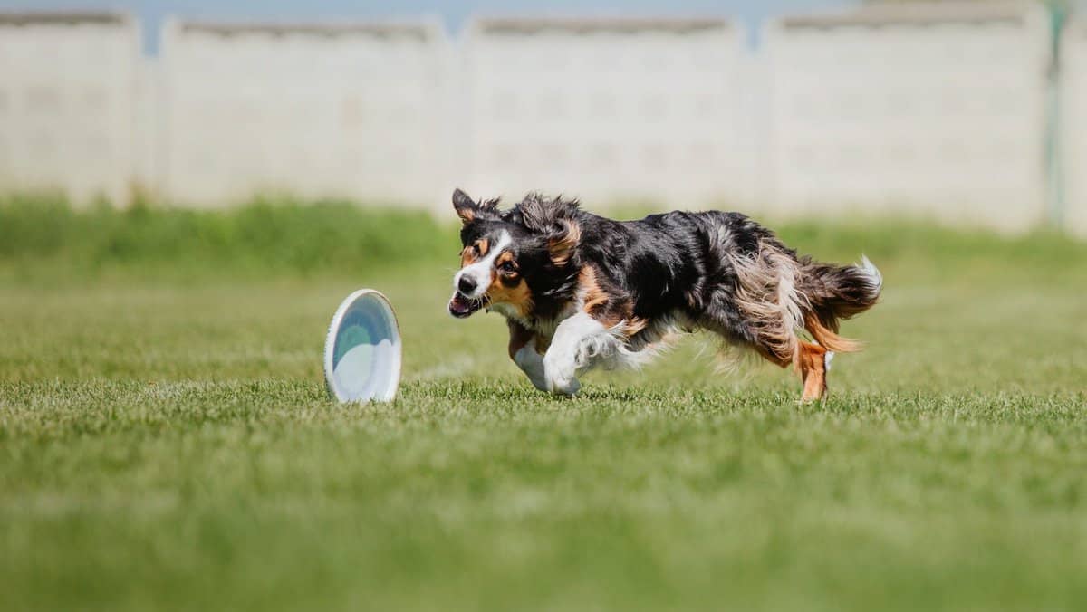 Dog frisbee. Dog catching flying disk in jump, pet playing outdoors in a park. Sporting event, achie