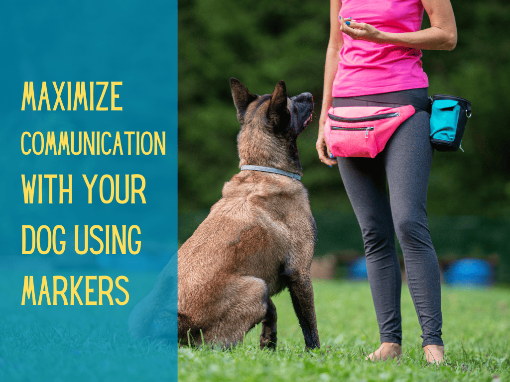 Marker Training For Dogs Effective Tips In 2024