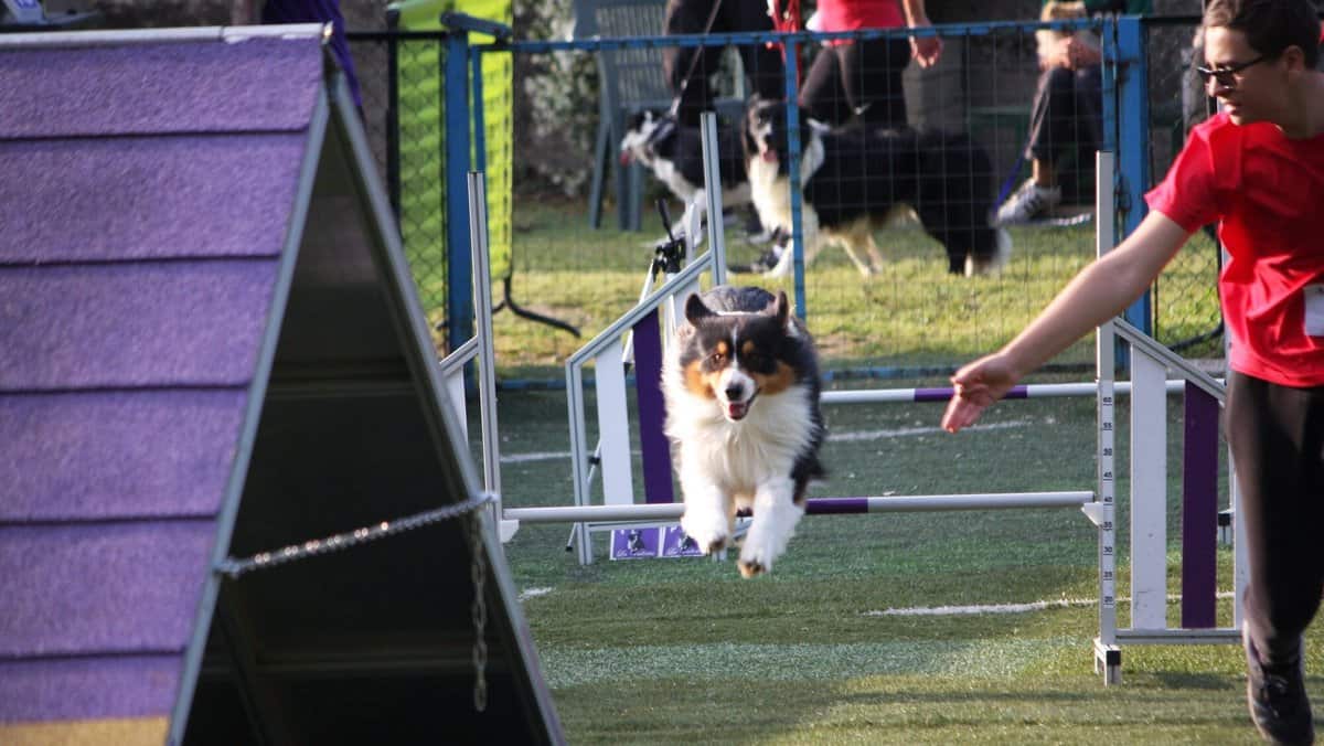 Agility dog