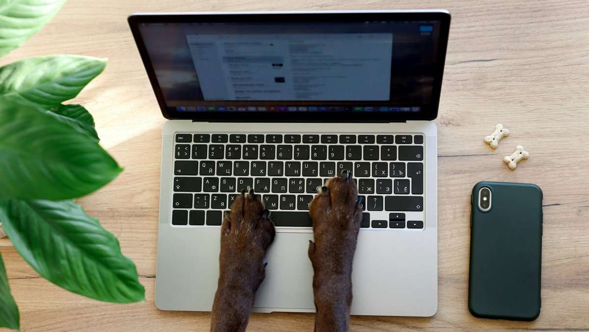 dog paws on a laptop keyboard, dog typing a message, business office, home office, pets