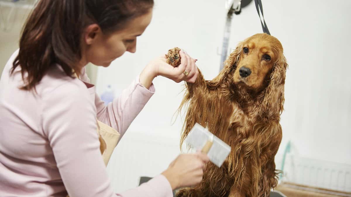 Female groomer combing wet cocker spaniel at dog grooming salon