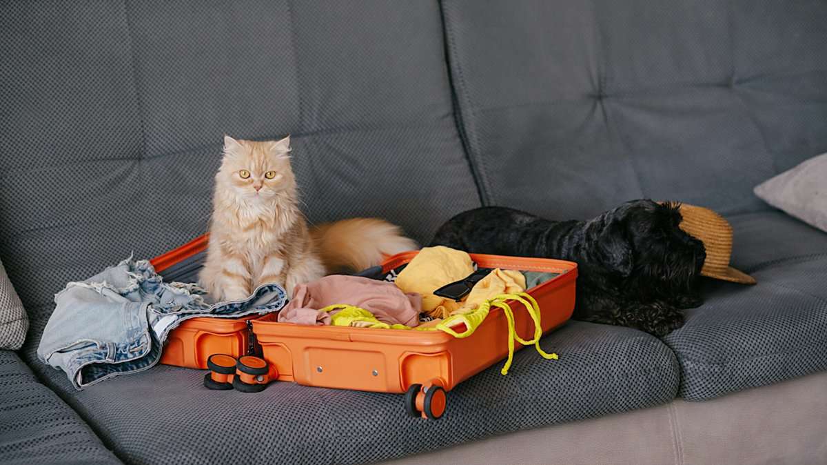 pets sitting in suitcase with clothes