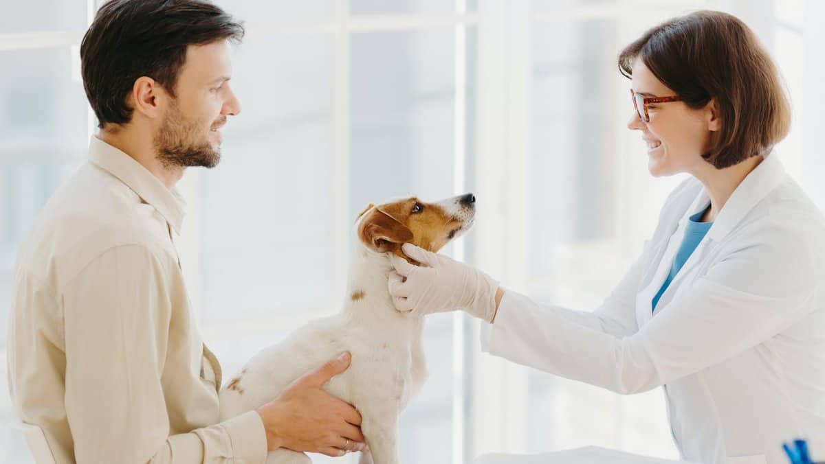Professional veterinarian doctor makes checkup of dog in clinic