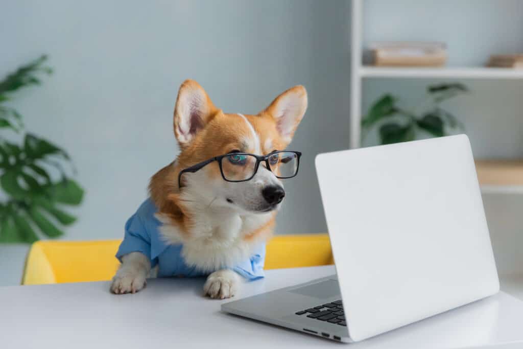 red and white corgi wearing glasses, sitting at desk, looking at laptop, learning how to market and grow dog business
