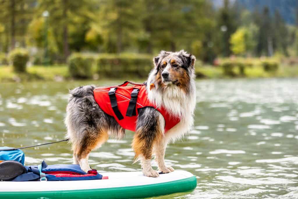 australian shepherd dog wearing a dog life jacket while riding on a stand up paddle board