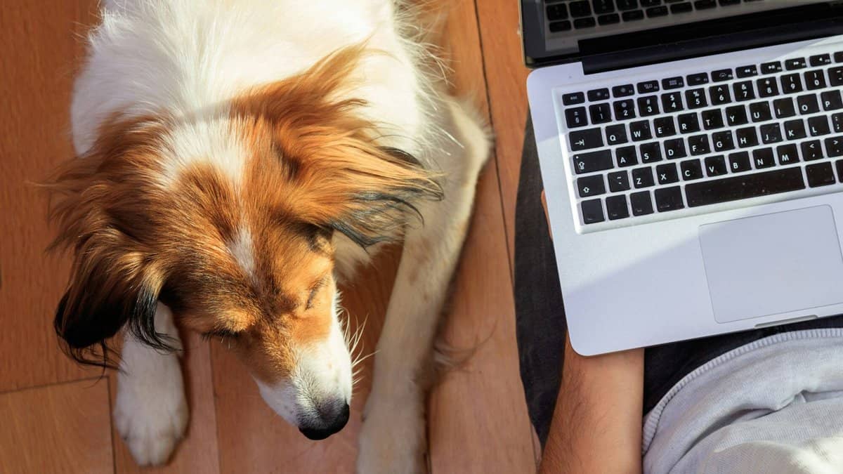 Work from home. Man working on the floor assisted by his pet dog, brainstorming pet business ideas