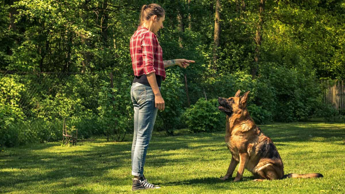 Young woman train german shepherd dog to sit