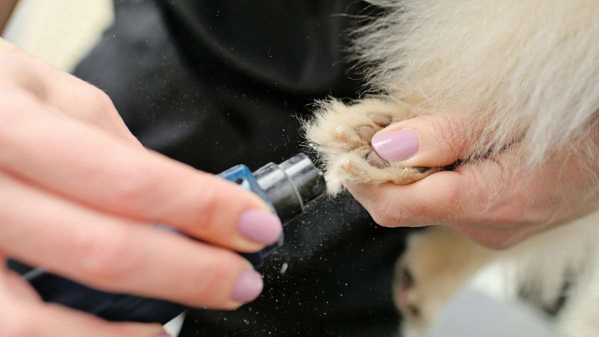 A groomer or veterinarian grinds the claws of a dog in close-up.