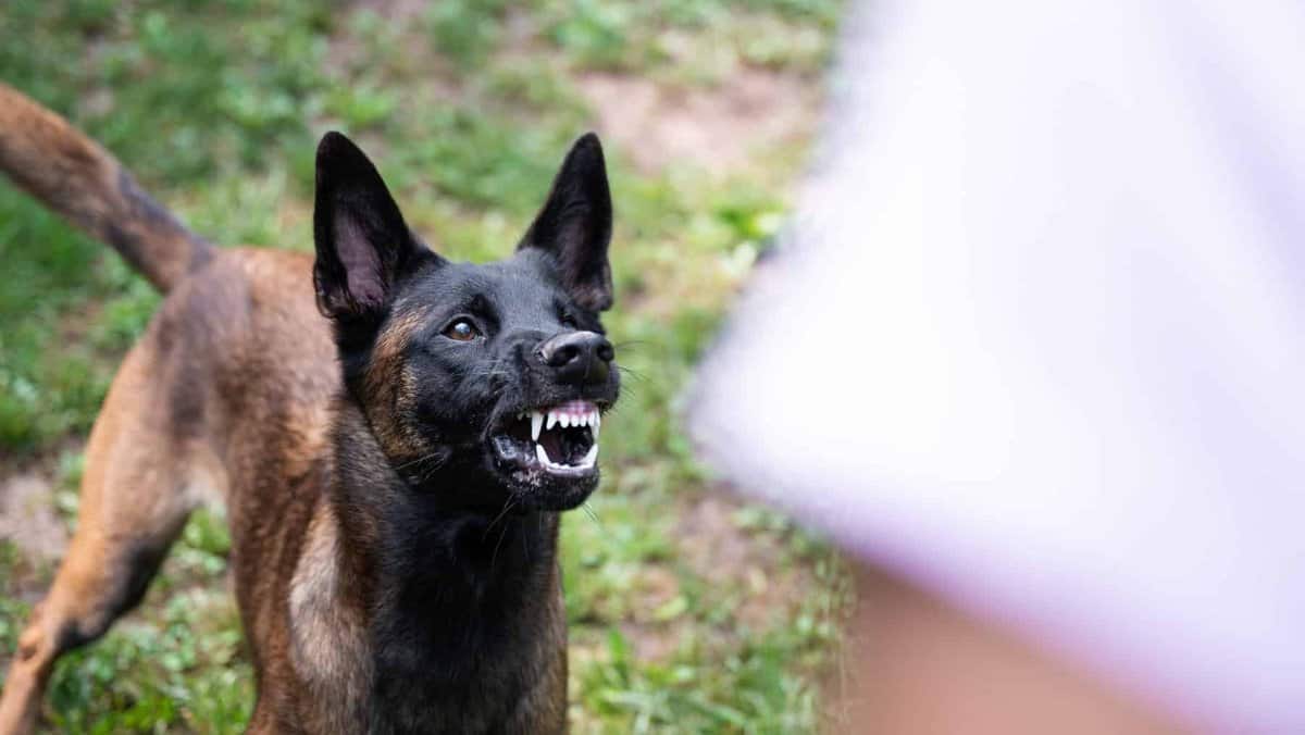 Belgian Malinois showing its teeth, aggressive, growling
