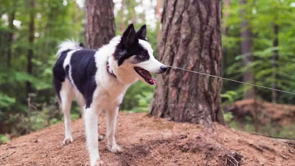cute dog hiking in woods