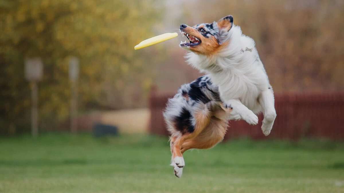 blue merle australian shepherd jumping to catch frisbee