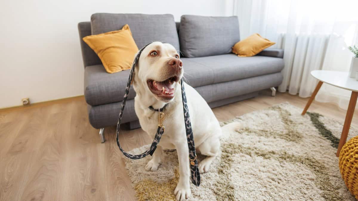 Dog holding his leash ready for a walk