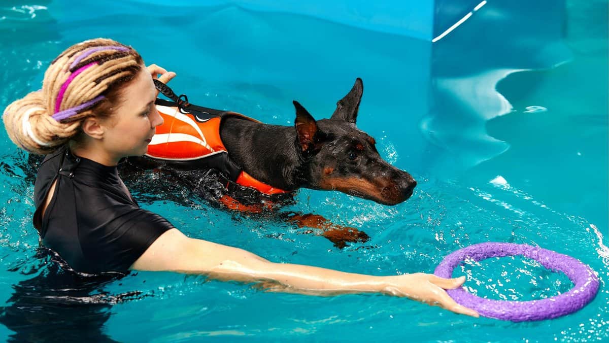 Dog in life jacket swim in the swimming pool with coach. Pet rehabilitation. Recovery training