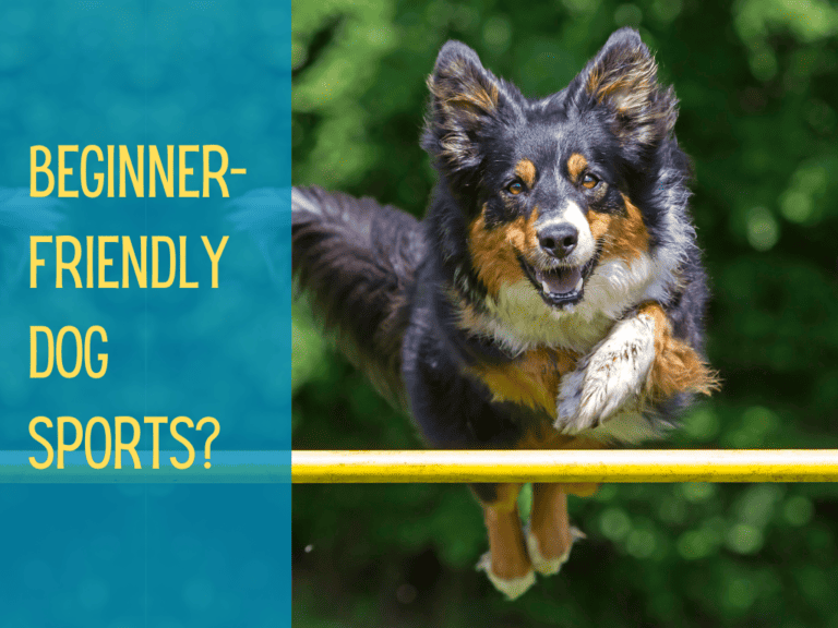 Fast CAT: The Ultimate Beginners Dog Sport [2024]