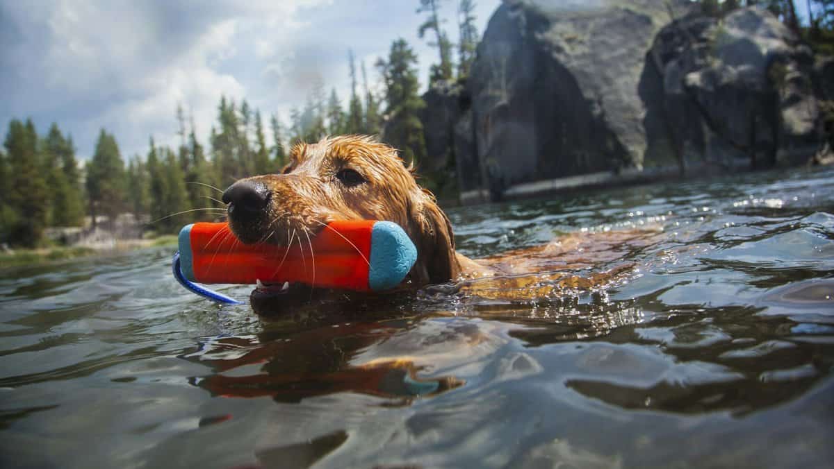 Dog swimming carrying toy in mouth, High Sierra National Park, California, USA