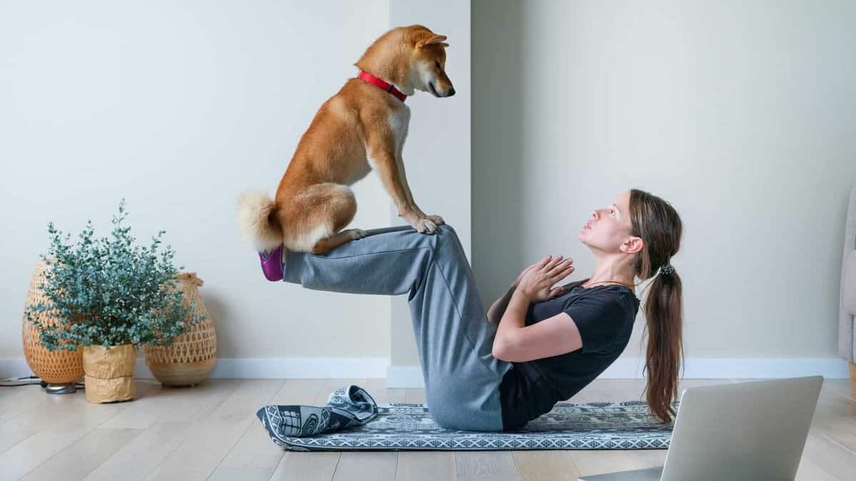 Shiba Inu dog doing yoga trick with owner