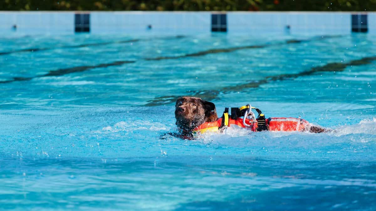 Lifeguard dog in swimming pool.