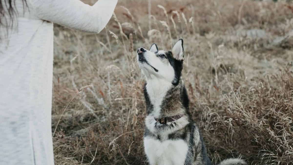 husky sitting for treat from owner