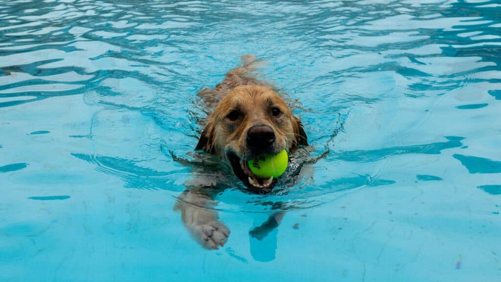 Playful labrador retriever dog splashing and playing with a yellow ball in a freshwater pool, learning how to teach your dog to swim