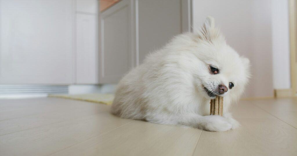 Pomeranian dog chewing treat for clean teeth and healthy gums