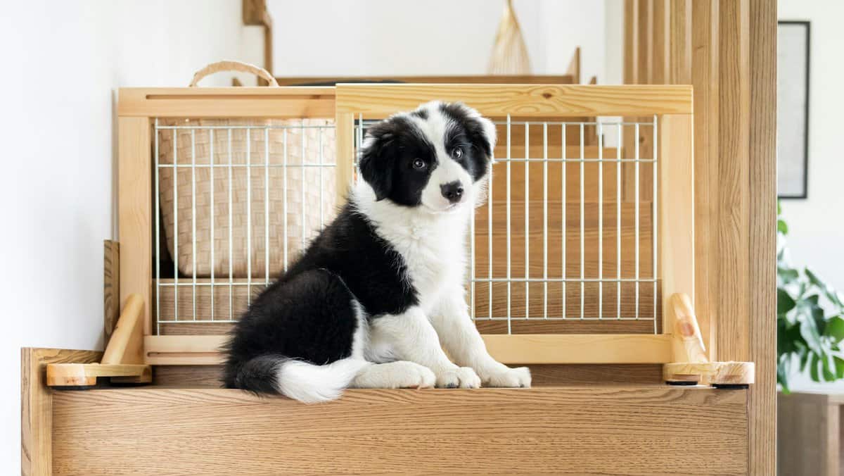 Puppy Border Collie waiting on stairs near dog fence or barrier