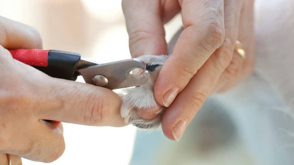Shears for cutting the nails of the dog