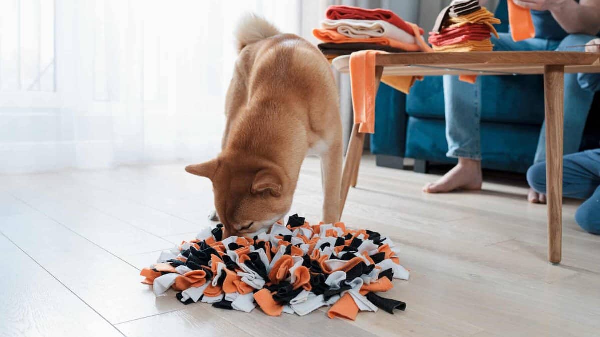 shiba inu burying its nose in snuffle mat dog toy