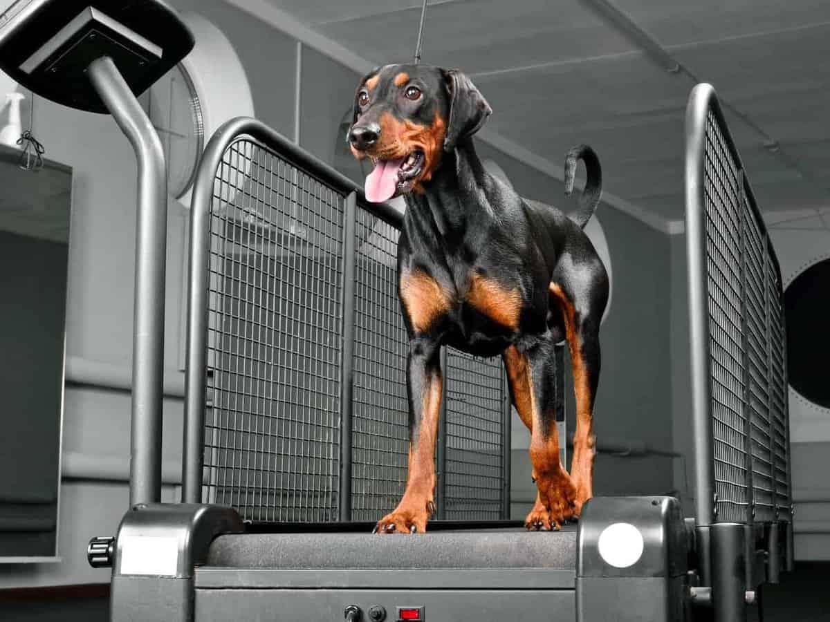 black and tan doberman walking on treadmill for treadmill training