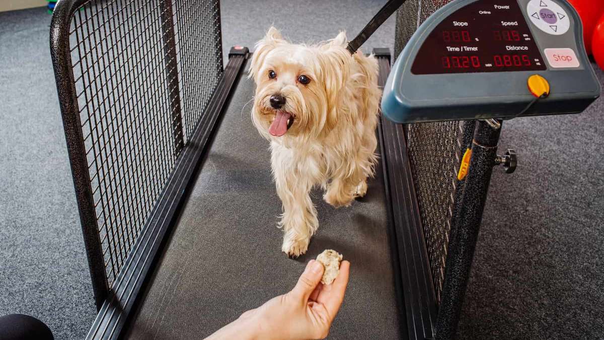 cute terrier walking on dog treadmill