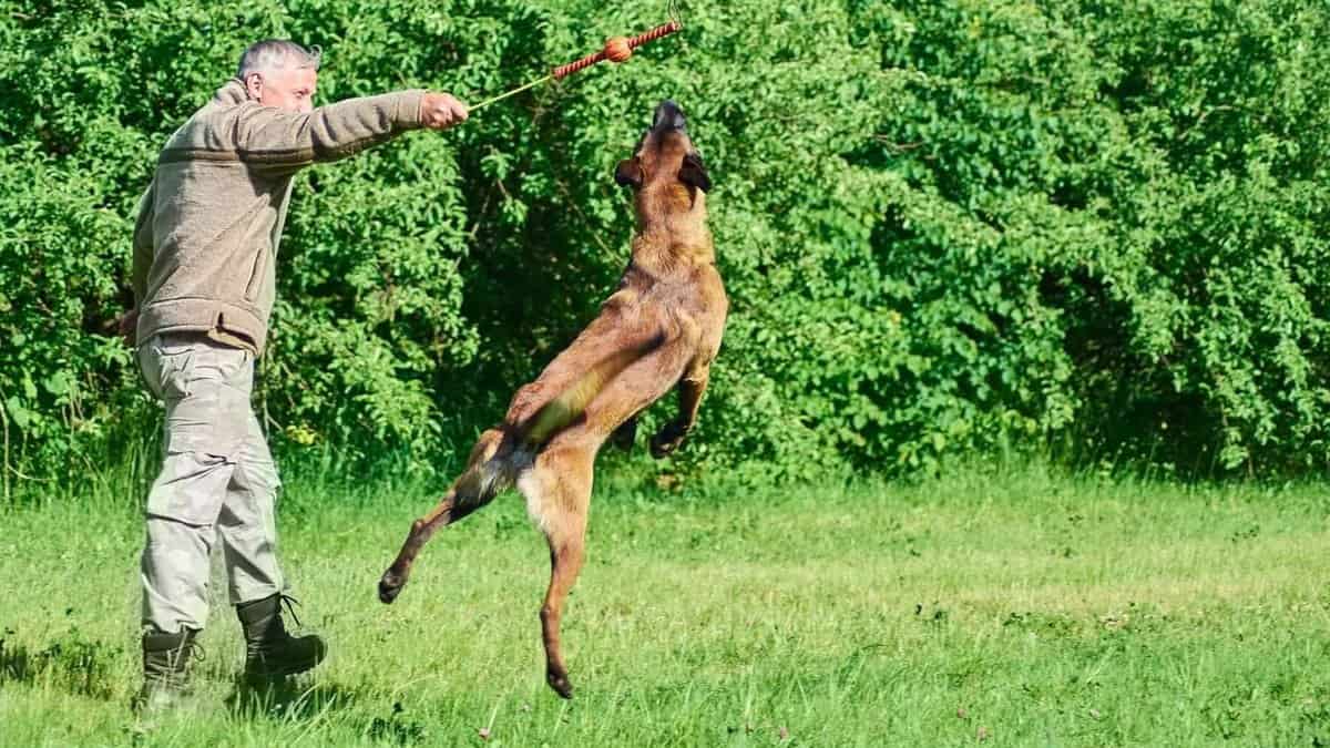 belgian malinois jumping for tug dog toy