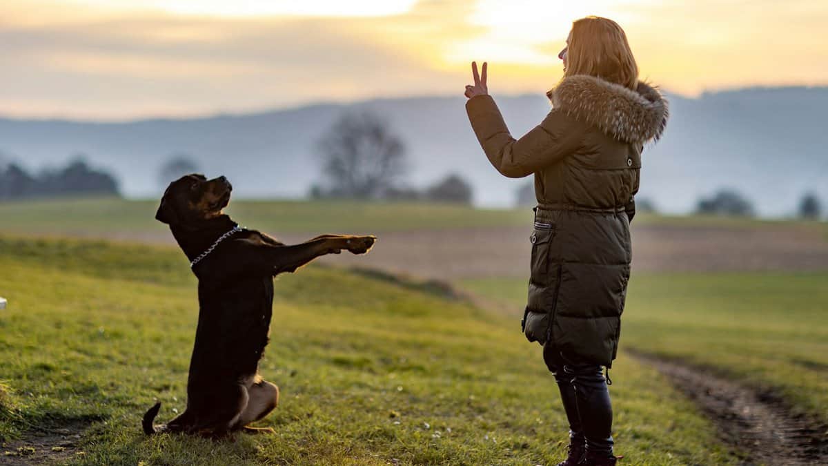 The owner trains the Rottweiler on an evening walk