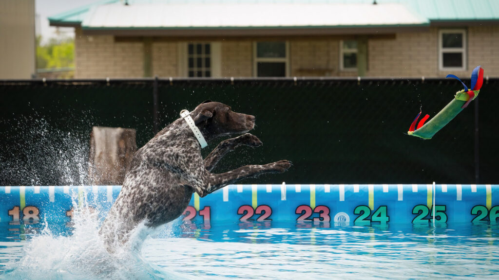 pointer landing in water at dock diving competition