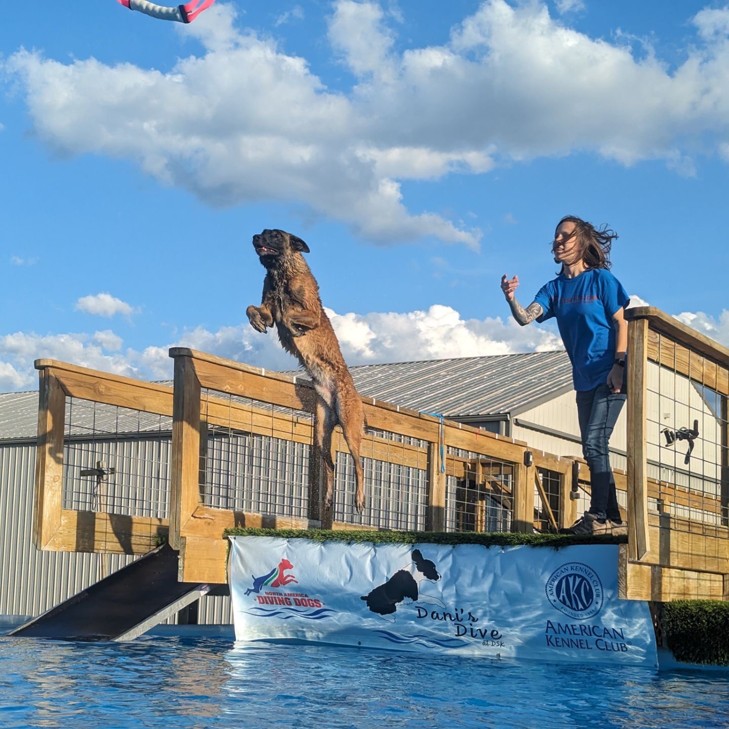 belgian malinois jumping in pool, dock diving practice with handler