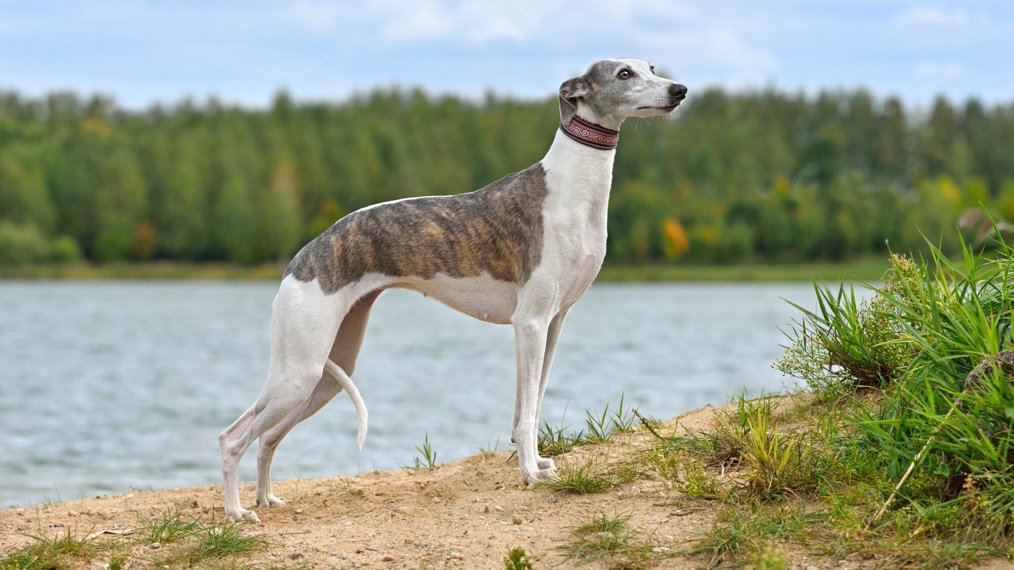 brindle and white whippet standing near lake, river, one of many best breeds for dock diving