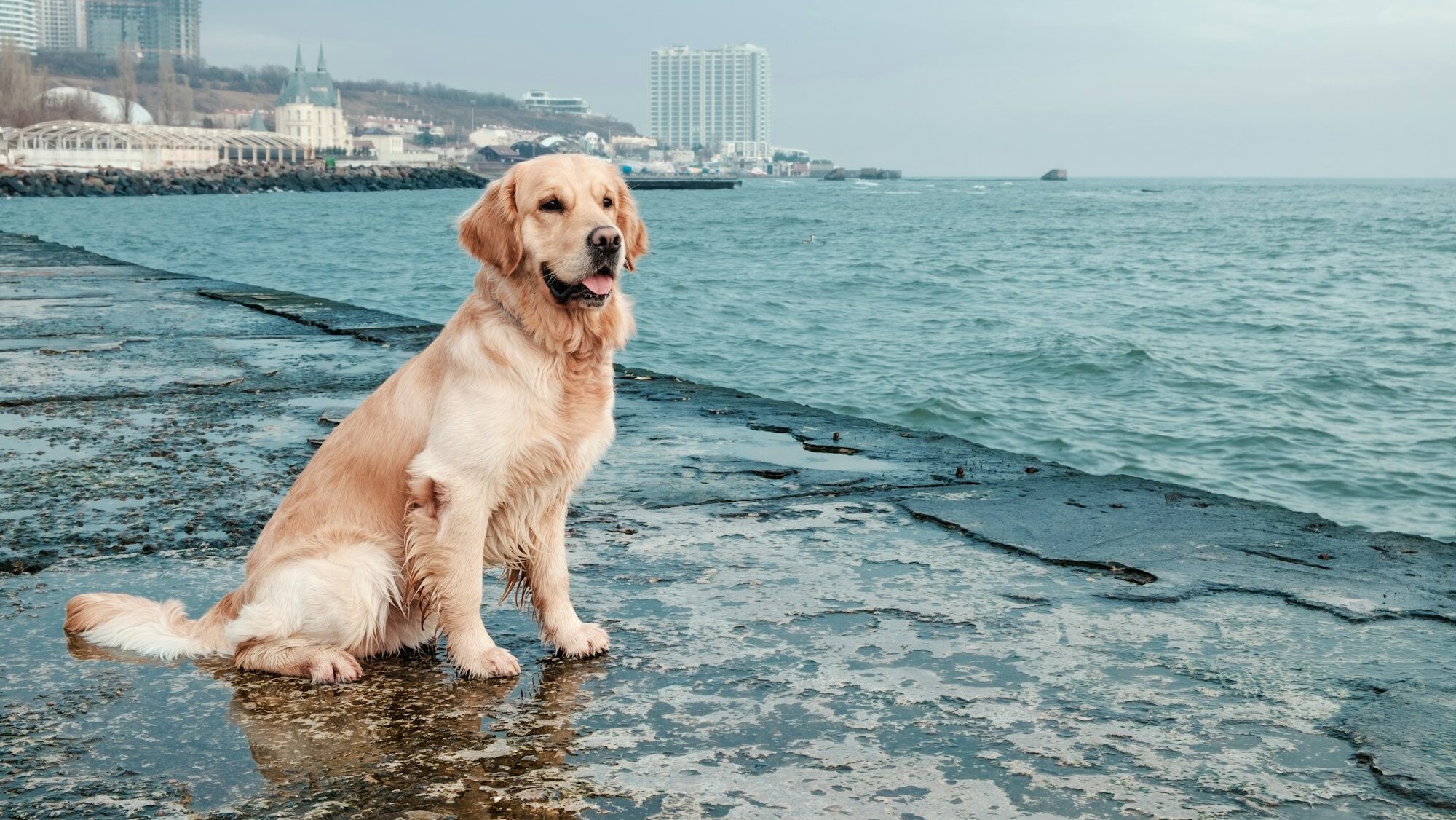 golden retriever sitting on beach