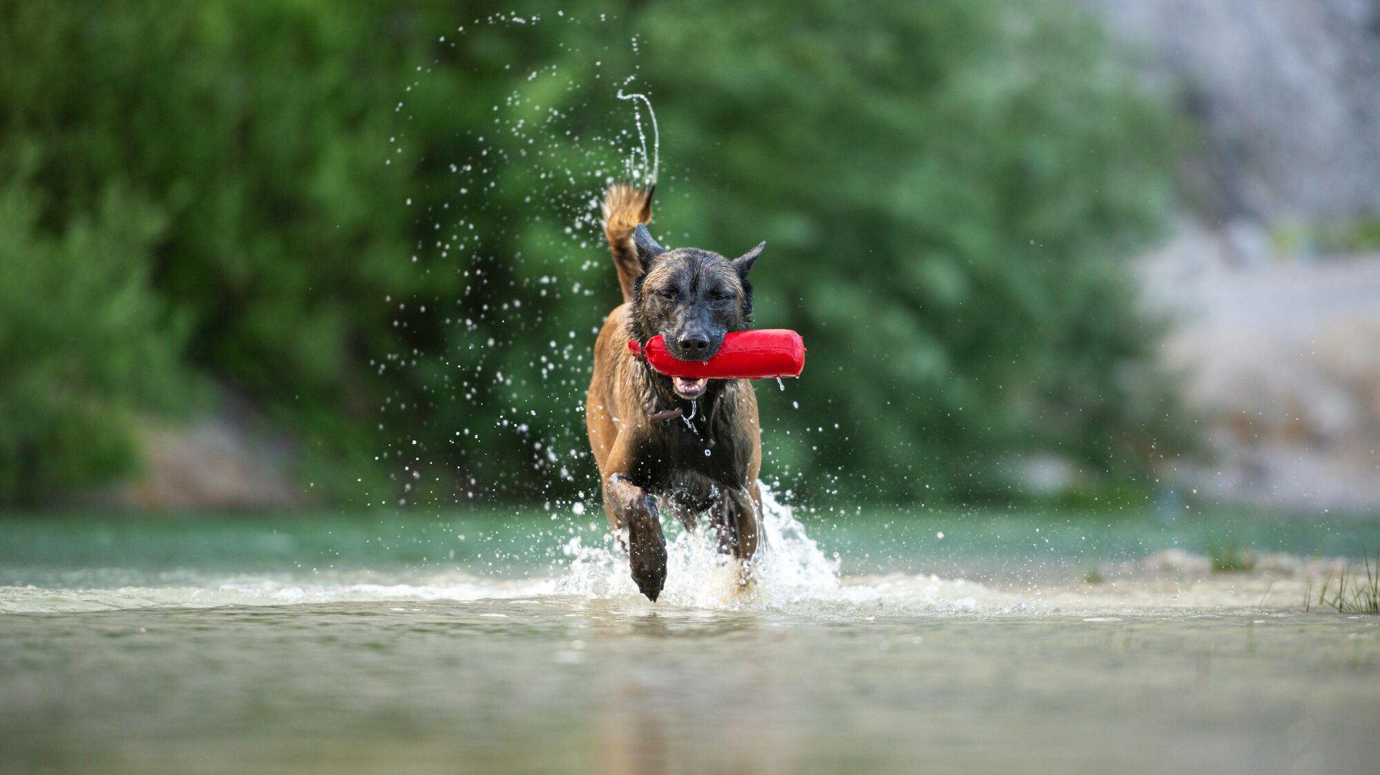 Belgian malinois running in the water with a toy