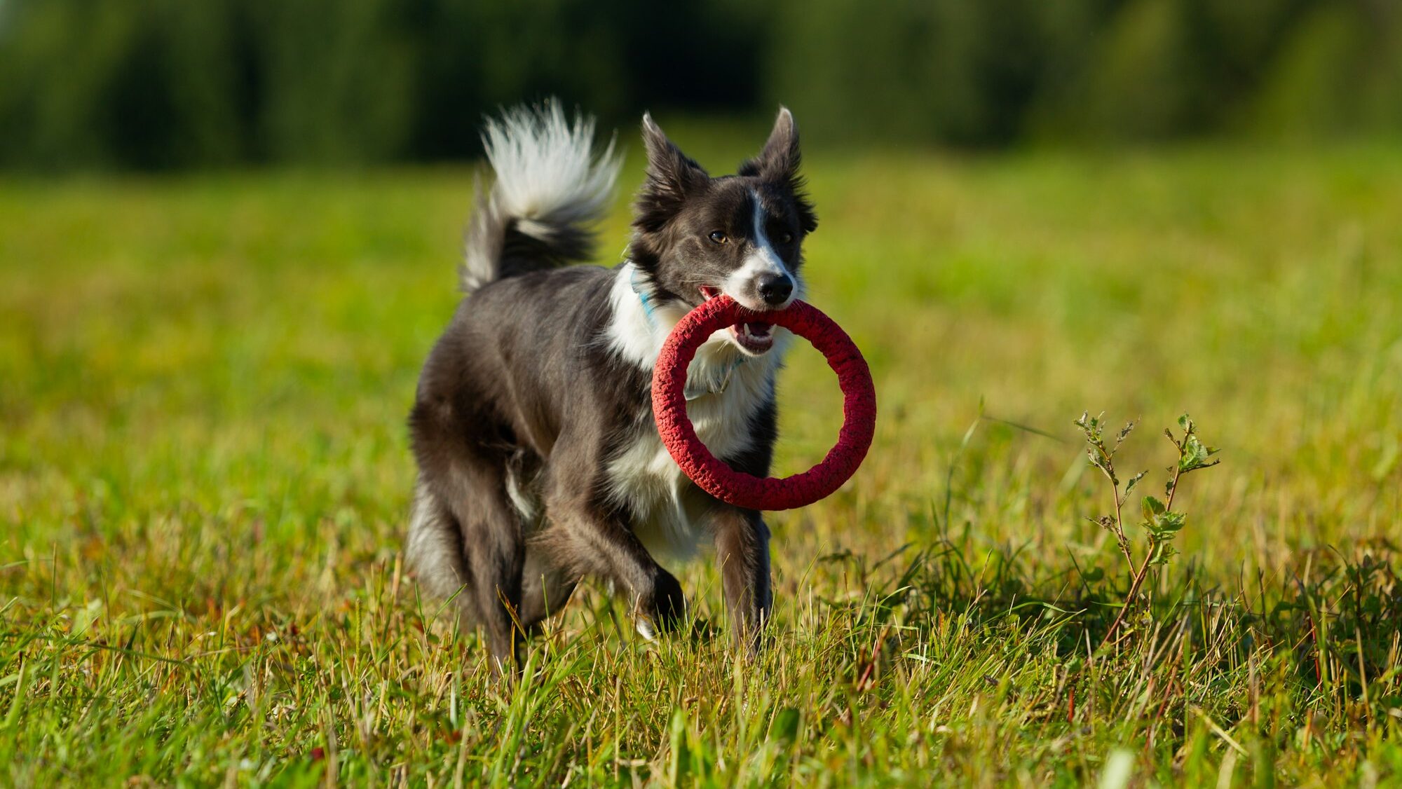 slate and white border collie running with toy